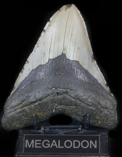 Megalodon Tooth - North Carolina #59203